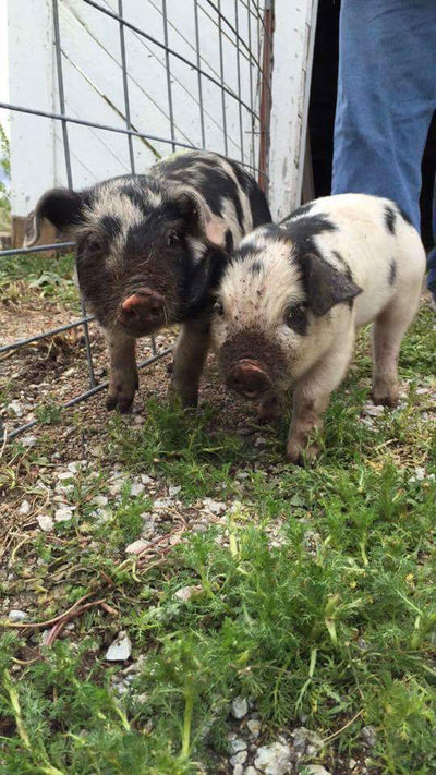 Pigs on our homestead